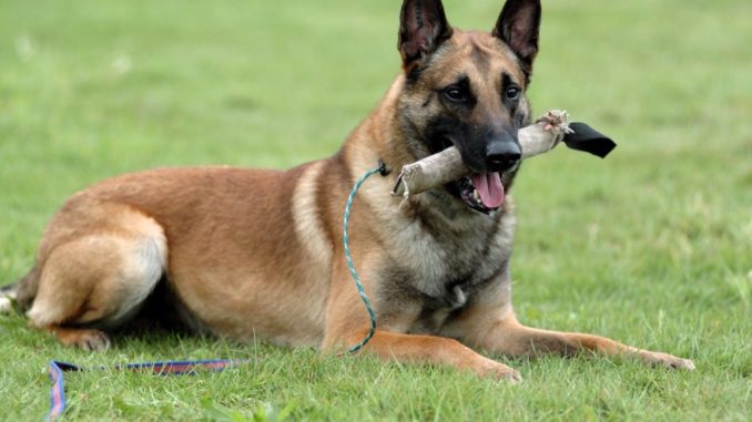 Malinois Belgischer Schäferhund