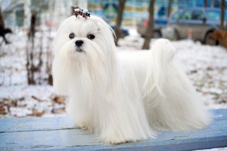 Malteser › HundeInfo.de