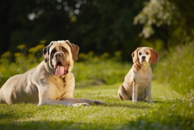 Mastiff Beagle