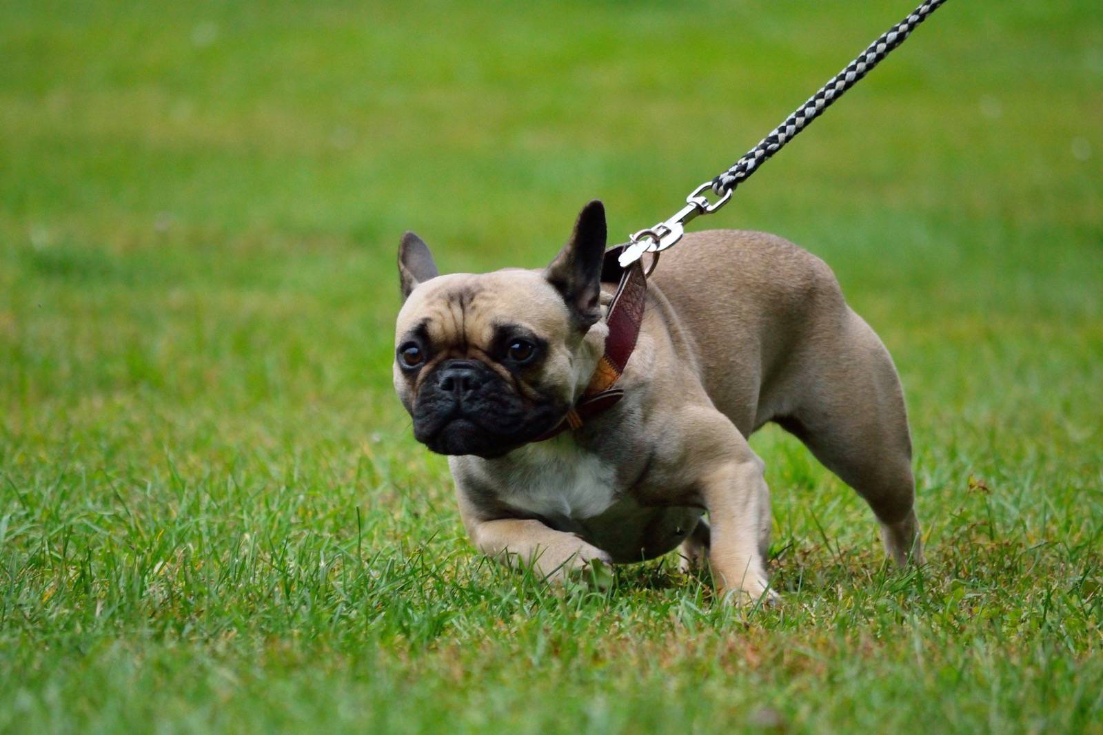 Mops Hunde Info de