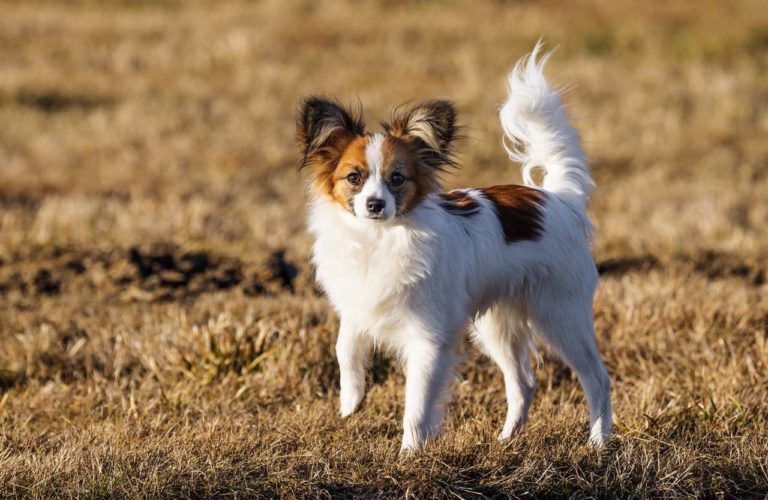 Papillon › HundeInfo.de