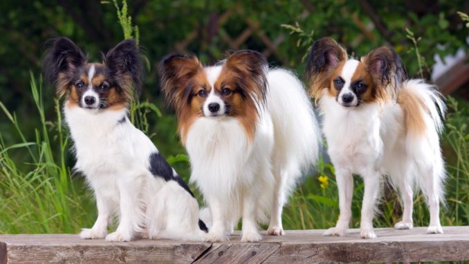 Papillon Gruppe