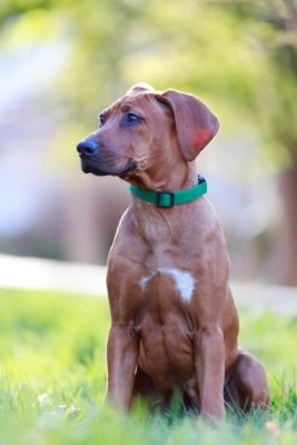 Rhodesian Ridgeback sitzend