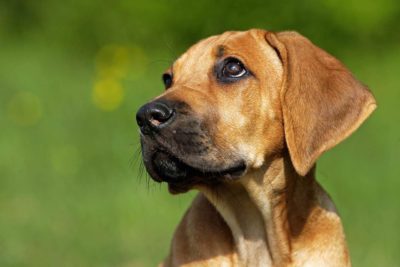 Rhodesian Ridgeback Welpe