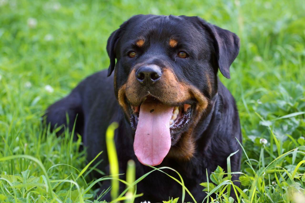 Rottweiler › Hunde-Info.de