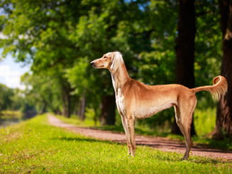 Saluki,
