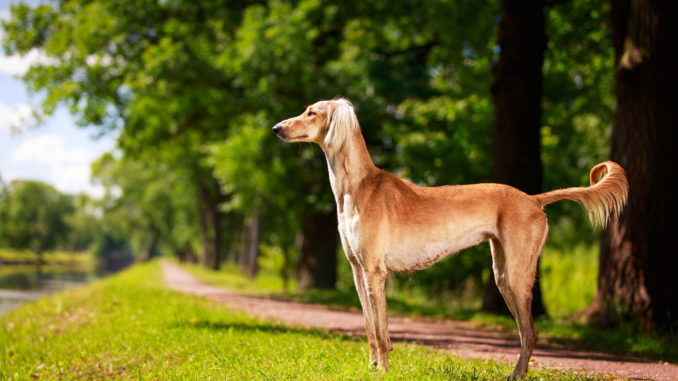 Saluki,