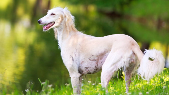 Saluki  Persischer Windhund