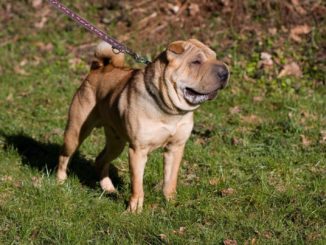 Shar Pei