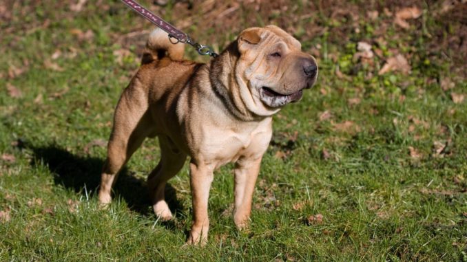 Shar Pei