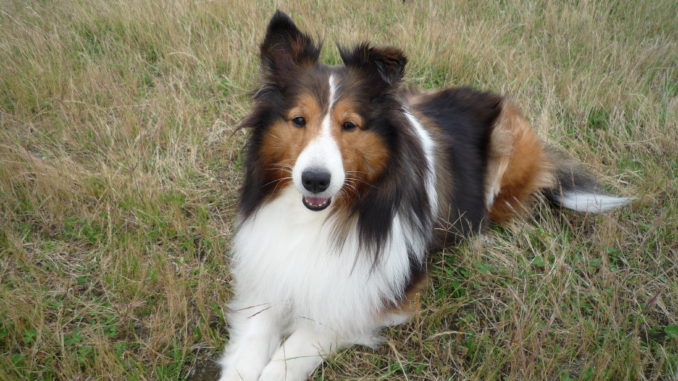 Sheltie