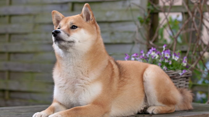 Shiba Inu