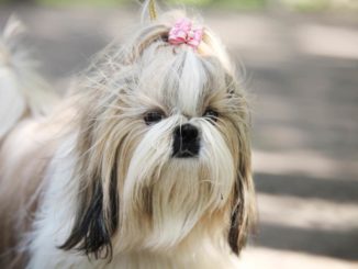 Shih Tzu