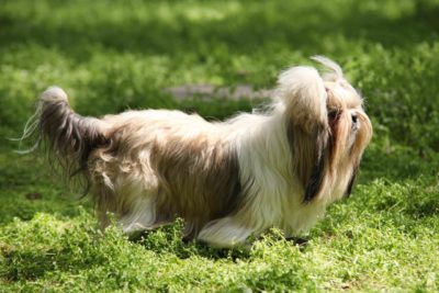 Shih Tzu