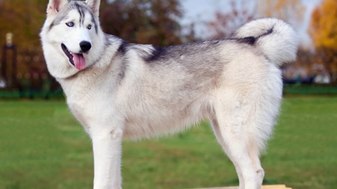 Siberian Husky