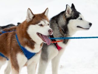 Siberian Husky Schlitten