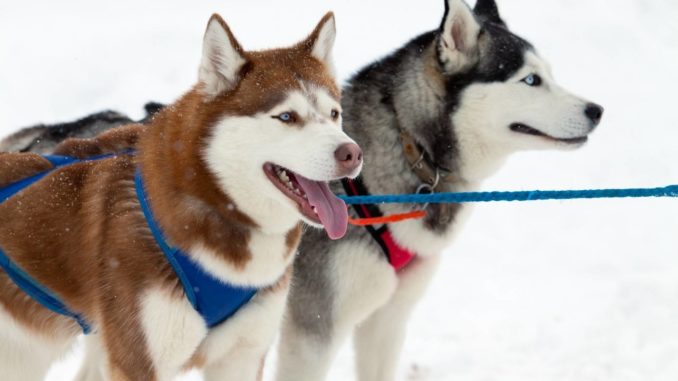 Siberian Husky Schlitten