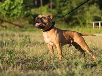 Staffordshire-Bullterrier