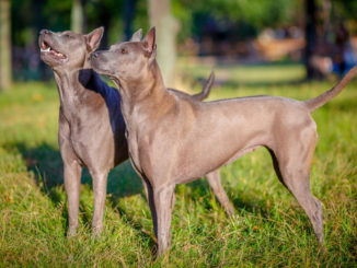 Thai Ridgeback