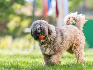 Tibet-Terrier