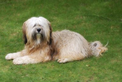 Tibet-Terrier