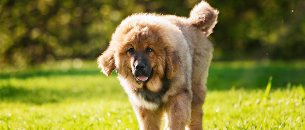 Tibetdogge