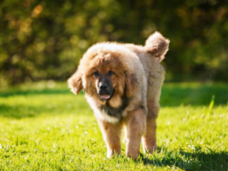 Tibetdogge