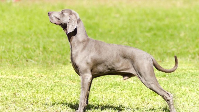 Weimaraner