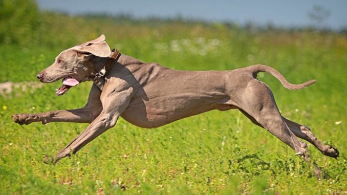 Weimaraner rennend