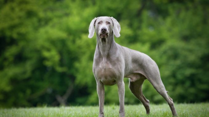 Weimaraner