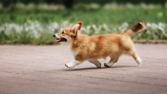 Welsh Corgi Cardigan