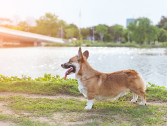 Welsh Corgi Pembroke