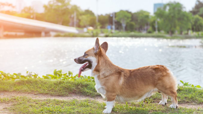 Welsh Corgi Pembroke