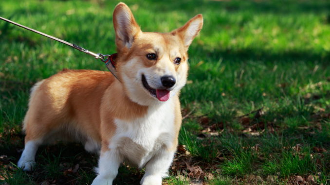 Welsh Corgi Pembroke