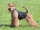 Welsh Terrier