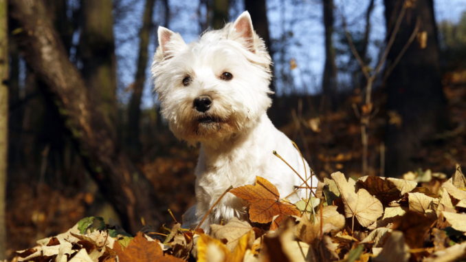 West Highland White Terrier