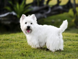West Highland White Terrier