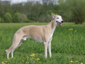 Whippet