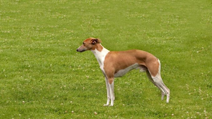 Whippet