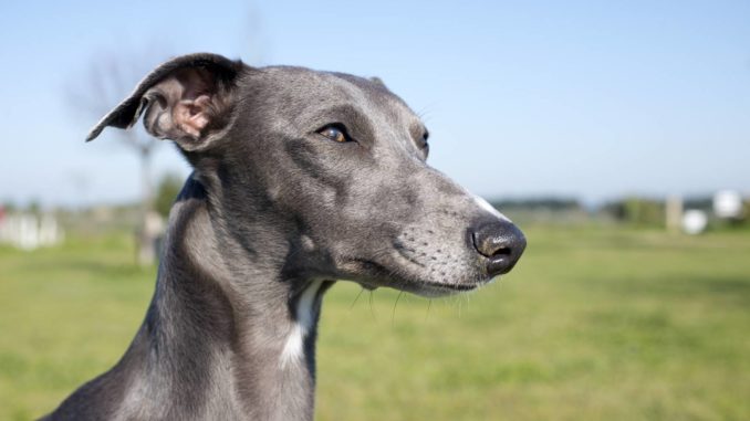 Whippet