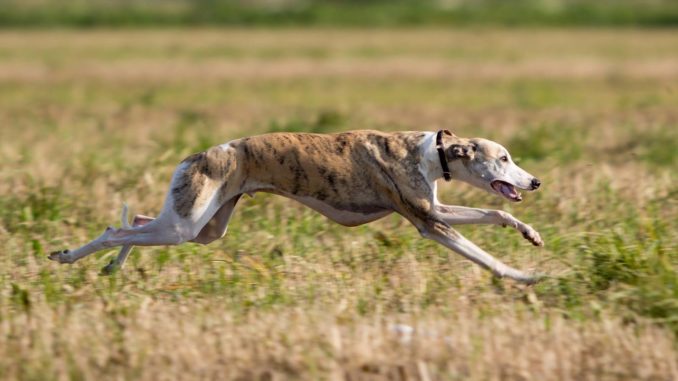 Whippet Windhund rennen