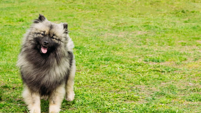 Wolfsspitz
