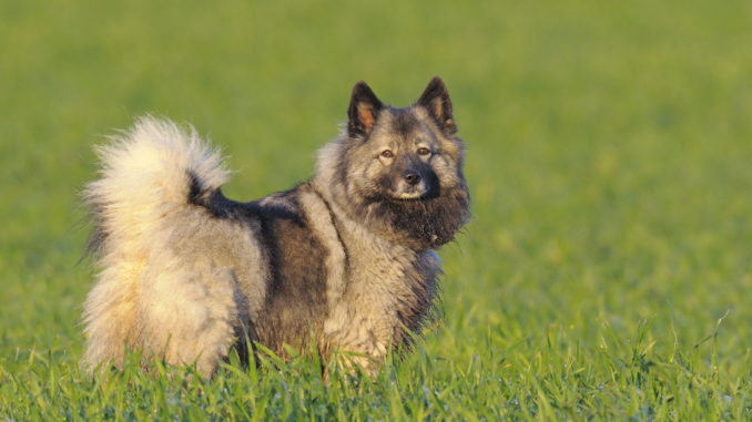 Wolfsspitz Wolfsspitz