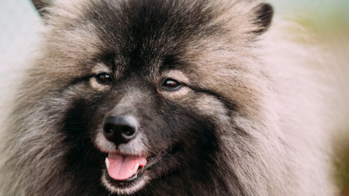 Wolfsspitz