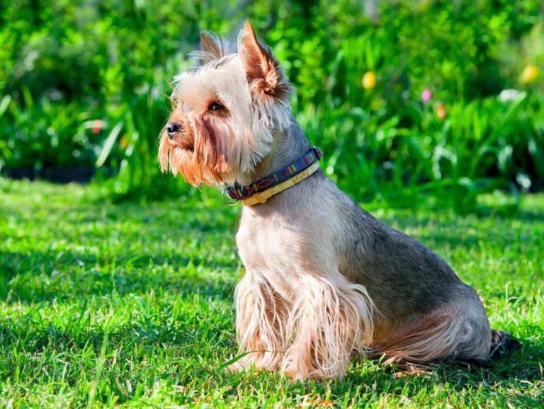 YorkshireTerrier › HundeInfo.de