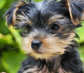 Yorkshire Terrier Welpe