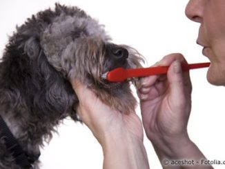 Hundezahnpflege: Zähne putzen beim Hund