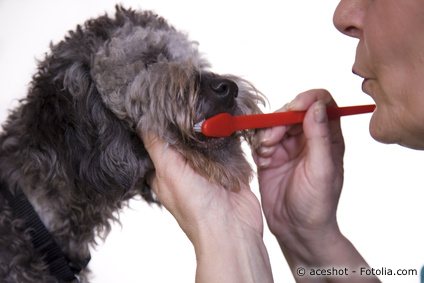 Mundgeruch bei Hunden - Tipps zur Behandlung