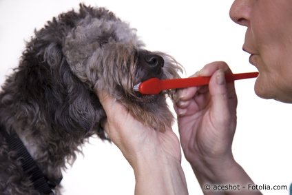 Zähneputzen bei Hunden