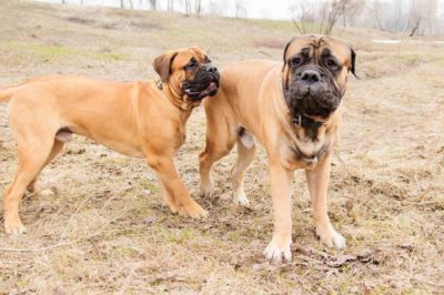 Bullmastiff